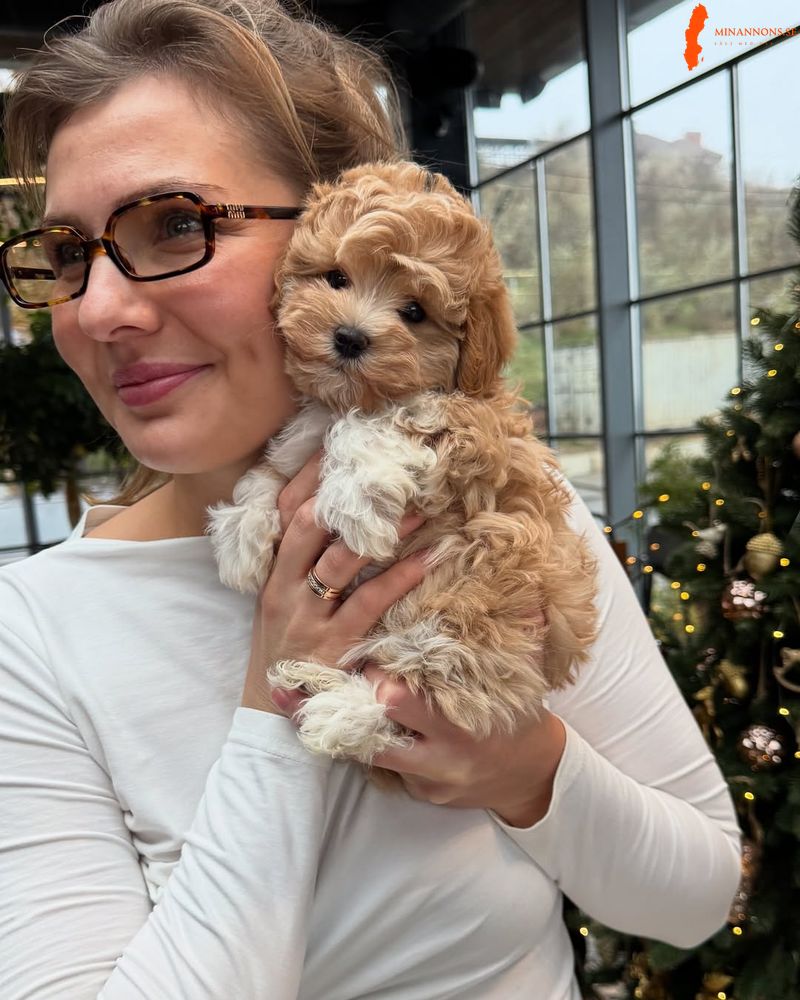 mini-maltipoo