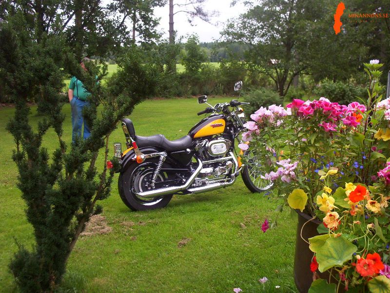 harley-davidson