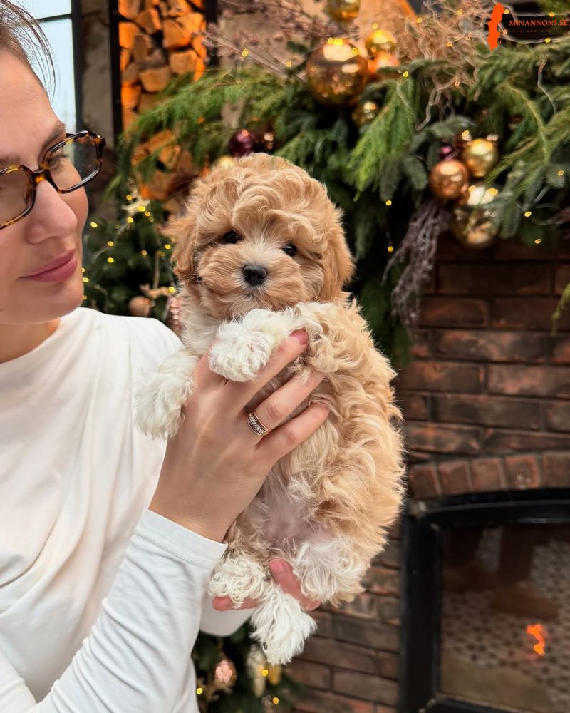 mini-maltipoo